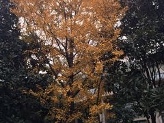 -神仙树公园