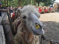 -古柏渡飞黄旅游区