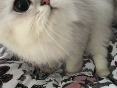 -思宇宠物医院