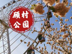 -顾村公园