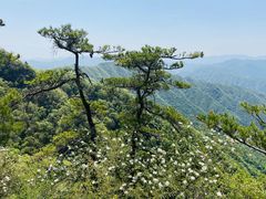 -王顺山国家森林公园