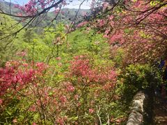 -木兰云雾山