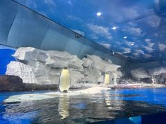 -海合安武汉极地海洋公园