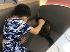 -喵园·猫主题咖啡厅·撸猫·猫咖(国贸店)