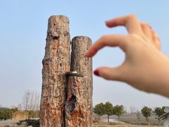 -池杉湖湿地公园