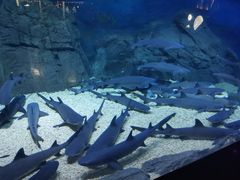 -烟台海昌鲸鲨海洋公园