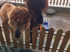 -泉州海丝野生动物世界