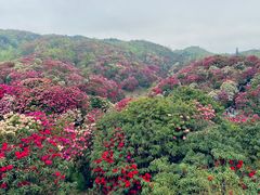 -贵州百里杜鹃风景名胜区