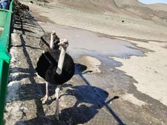 -新疆天山野生动物园