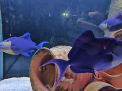 -Zoolung Zoolung动物主题公园(海信广场店)