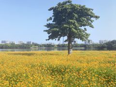 -海珠湖公园