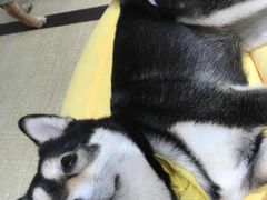 -逗柴咖啡屋·狗咖猫咖宠物桌游