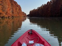 -上海海湾国家森林公园