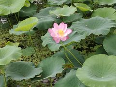 -洪湖生态旅游区