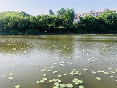 -新江湾城公园