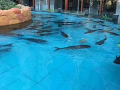 -忆江南·临江鱼馆