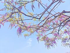 -嘉定紫藤园