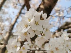 -石家庄市植物园