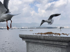 -海埂大坝