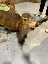 -Zoolung Zoolung动物主题公园(海信广场店)