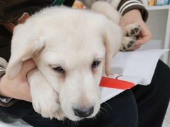 -瑞鹏瑞爱宠物医院·全科·猫科·血液透析中心(龙头寺店)