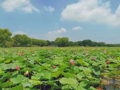 -洪湖生态旅游区