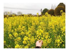 -都江堰玫瑰花溪谷
