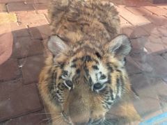 -大连森林动物园