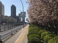 -檀香花苑