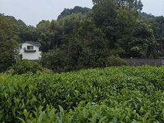 -龙井村
