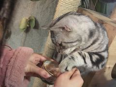 -共舞时光猫咖·狗咖(新街口店)