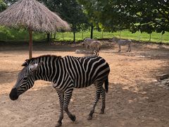 -北京野生动物园