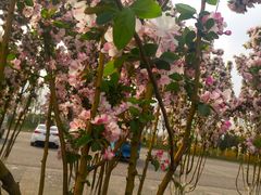 -天津东丽湖风景区