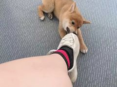 -柴源莊·柴小宠柴犬咖啡