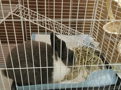 -大象厨房(重庆道店)