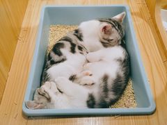 -屋虎猫馆(宝安大仟里店)