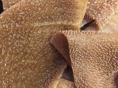 鲜毛肚-鼎鼎有名(塘桥店)