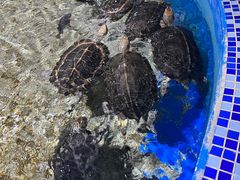 -顺德南宏海立方海洋公园