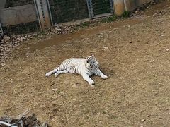 -石家庄市动物园