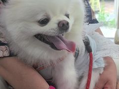 -宠爱国际动物医院· 猫科· 外科·中兽医(长白店)