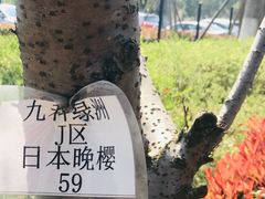 -九科绿洲