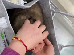 -暖阳宠物医院·犬猫康复中心·骨科