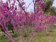 -狼山风景名胜区