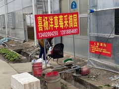 -喜杨洋草莓采摘园