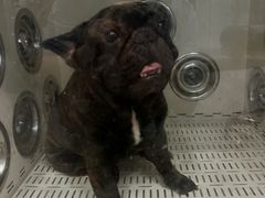 -萌宠之家·腊肠犬·马尔泰·小体犬舍