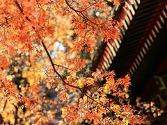-香山公园