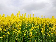 -海霸王西部食品物流园区(阳光北路)
