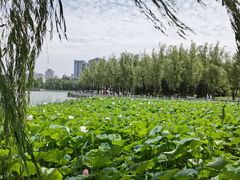 -莲花池公园