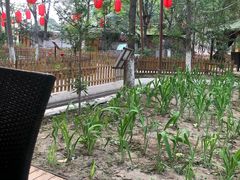 -草根堂农场