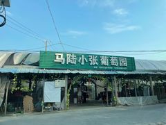 -马陆小张葡萄园农家乐